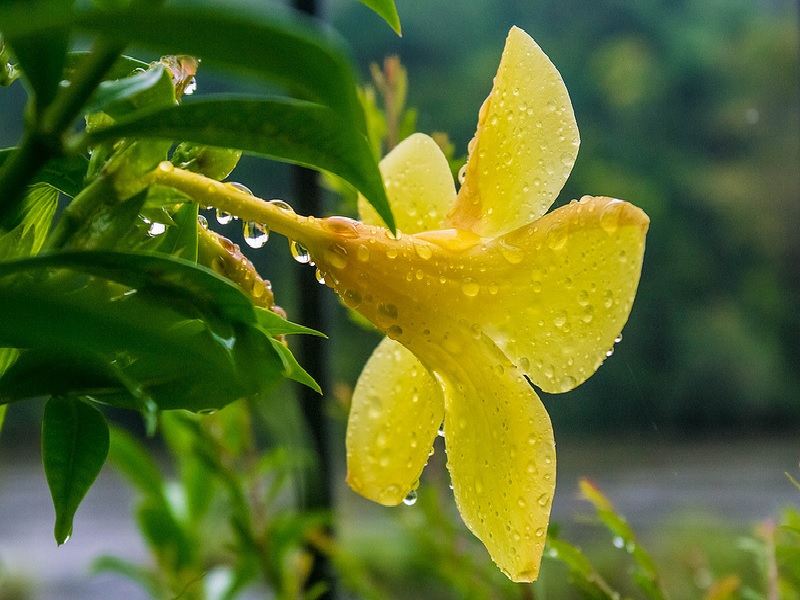 Meski Cantik Dipandang Ada Khasiat Bunga Alamanda  Untuk 