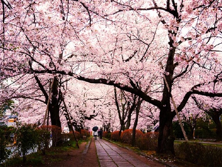 Tempat Terbaik Saksikan Bunga  Sakura  Pada  Musim  Semi Di 