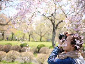 Tempat Terbaik Saksikan Bunga Sakura Pada Musim Semi Di Jepang