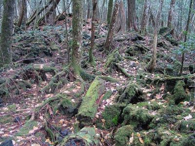 Fakta Mengerikan Dari Hutan Aokigahara