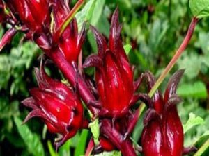 di balik kecantikan bunga rosella