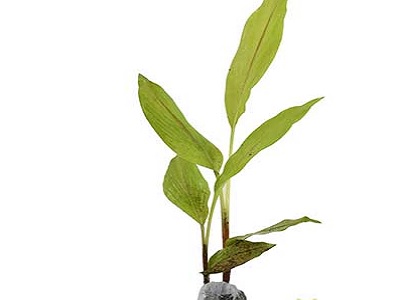 Manfaat Herb Garden Solusi Pintar Dan Sehat Di Dalam Rumah