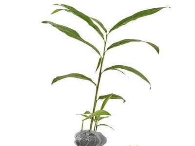 Manfaat Herb Garden Solusi Pintar Dan Sehat Di Dalam Rumah
