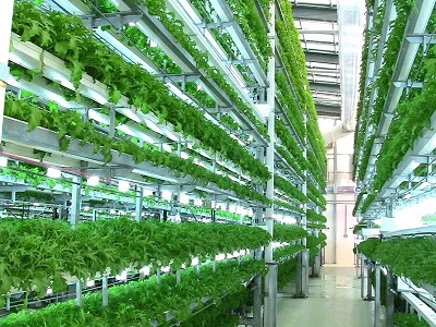 Peluang Usaha Budidaya Sayuran Organik Ala Urban Farming