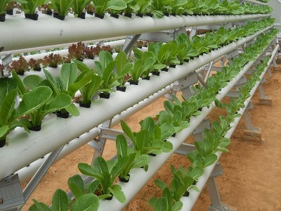 Peluang Usaha Budidaya Sayuran Organik Ala Urban Farming